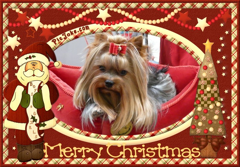 PHOTOS DE NOEL